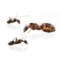 Preview: Camponotus sylvaticus